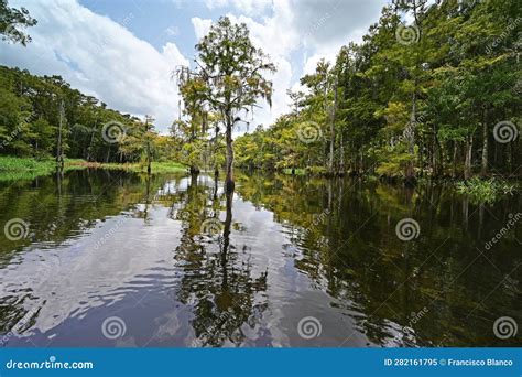 Kayaking Fisheating Creek Under Sunny Summer Cloudscape. Stock Image ...