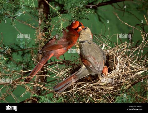 Nido de cardenales fotografías e imágenes de alta resolución - Alamy