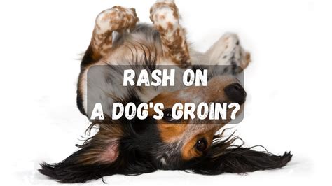 Dog Rash On Groin: Why It Happens & How To Treat It (Fast!)