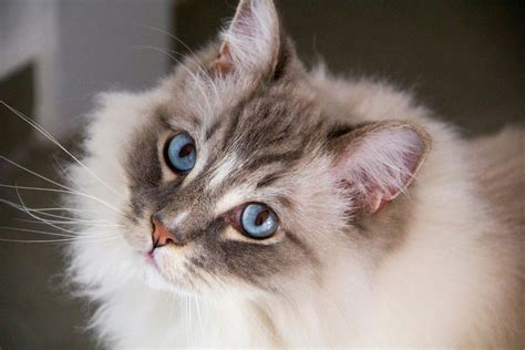 Ragdoll Cat Personality: 12 Ragdoll Characteristics and Behaviors