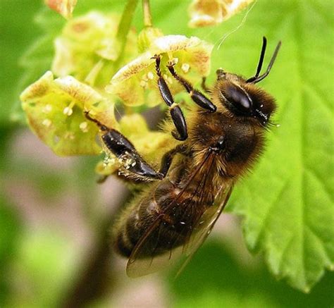 Black bees || BeeKeeping