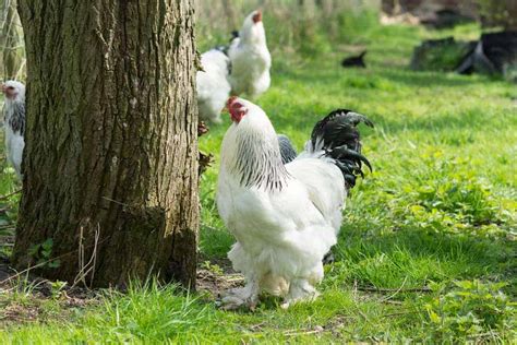 Top 7 Largest Chicken Breeds - Also Laying Largest Eggs