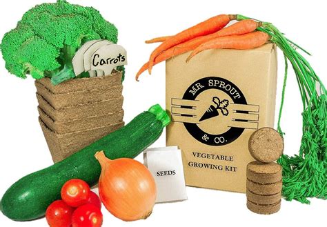 Amazon.com : Mr. Sprout & Co Organic Vegetable Garden Kit - Vegetable Garden Seed Starter Kit ...