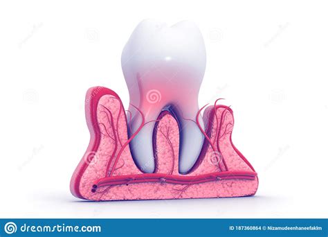 Tooth anatomy stock illustration. Illustration of nerve - 187360864