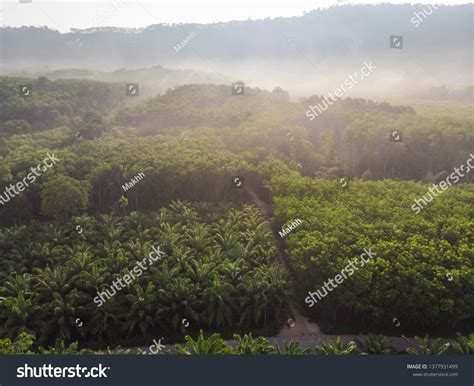 Aerial View Palm Plantation Green Forest Stock Photo 1377931499 ...