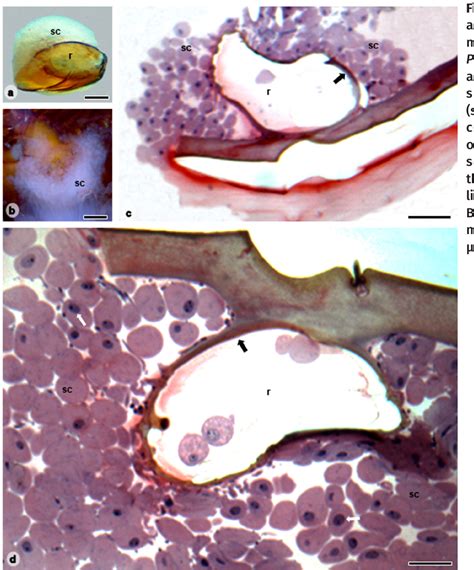 Figure 2 from Anatomy and histology of the metapleural gland in the giant tropical ant ...