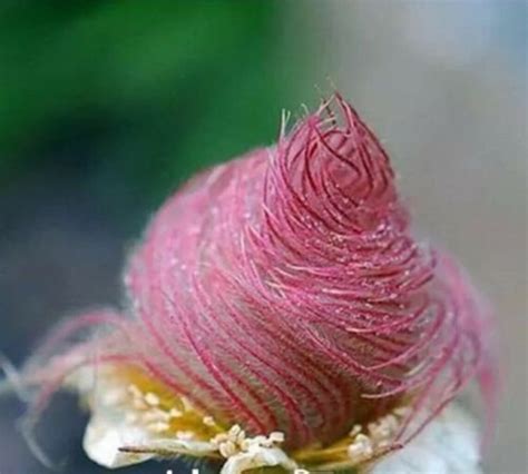 40 seeds Prairie Smoke seeds bonsai potted rare flower seeds | Etsy