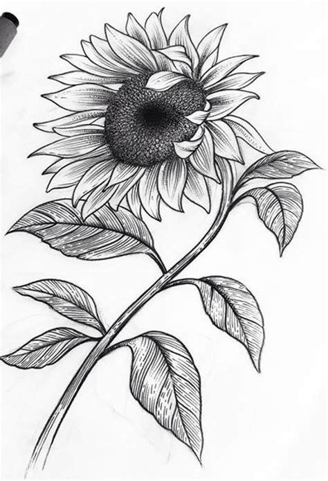 Sunflower Leaf Drawing | Web how to draw sunflower with leaves | pencil shading | mechanical ...