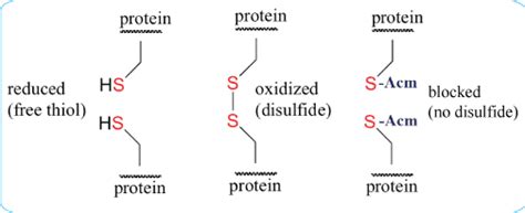 Custom cyclic peptide synthesis with disulfide bond