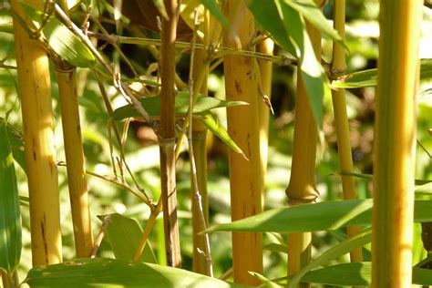 20+ Yellow Bamboo Species - What Bamboo Has Yellow Stems?