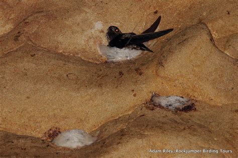 Edible-nest Swiftlet - BirdForum Opus | BirdForum