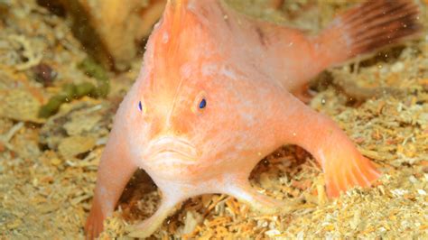 Watch rare endangered pink handfish walking in 19th-century shipwreck off Tasmania