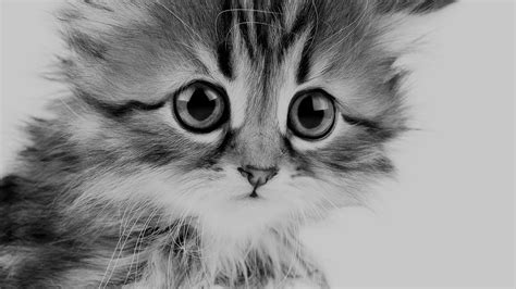 ms24-sad-kitten-cat-animal-nature-cute-bw-dark-wallpaper