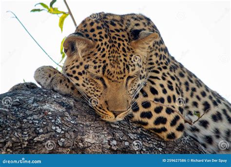 Leopard sleeping in a tree stock photo. Image of camp - 259627586