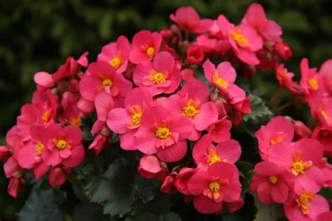 How to Plant and Care for Begonias: A Step-By-Step Growing Guide for ...