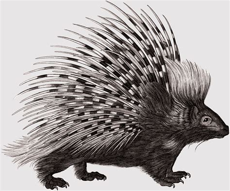 Old World Porcupine, Crested porcupine, woodland Creatures, monotreme, Domesticated hedgehog ...