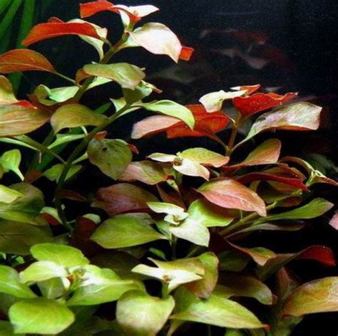 Ludwigia Repens Super Red Live Aquarium Plants Freshwater Decorations Stem Bunch Live Aquarium ...