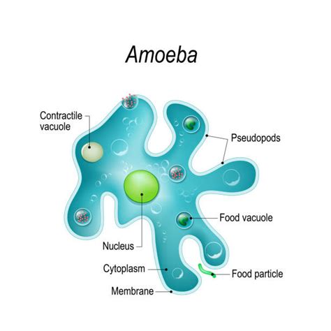 10+ Labeled Amoeba Diagram - AleksiEmalee