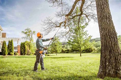 How Much Does it Cost to Trim a Large Tree? 2024 Price Guide