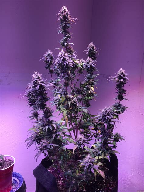 Strain-Gallery: Northern Lights #5 (Bodhi Seeds) PIC #14022000240853513 ...