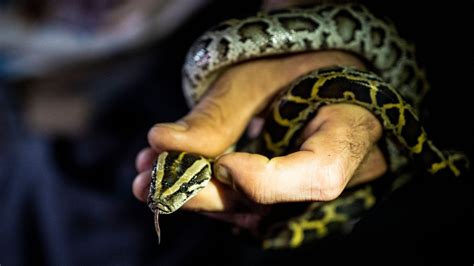 Florida Burmese pythons could have predators in gators, snakes: Study