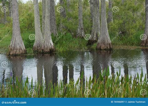 Marsh landscape stock image. Image of colorful, blue - 76946097