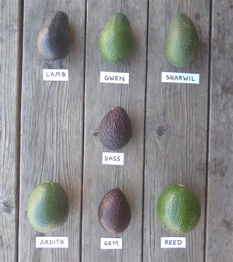 Hass-with-other-avocado-varieties - Greg Alder's Yard Posts: Food Gardening in Southern California