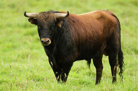 Spanish Fighting Bull, Ecuador by Danita Delimont