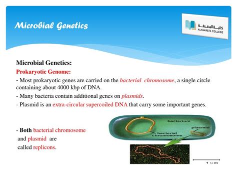 PPT - Microbial Genetics PowerPoint Presentation, free download - ID:3066341