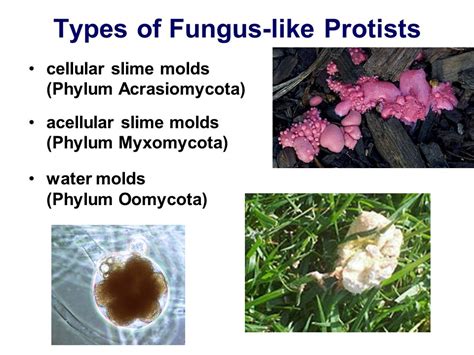 Fungus Like Protists Microscope