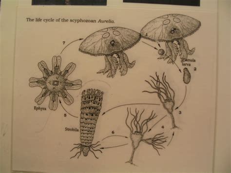 Phylum Cnidaria- Life cycle of Scyphozoa | 1. a female medus… | Flickr