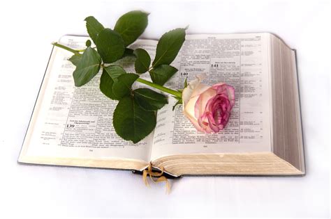 Bible Rose - Free photo on Pixabay