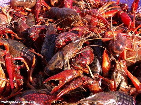 Live Louisiana Crawfish from Cajun Grocer - Nola Cuisine & Culture