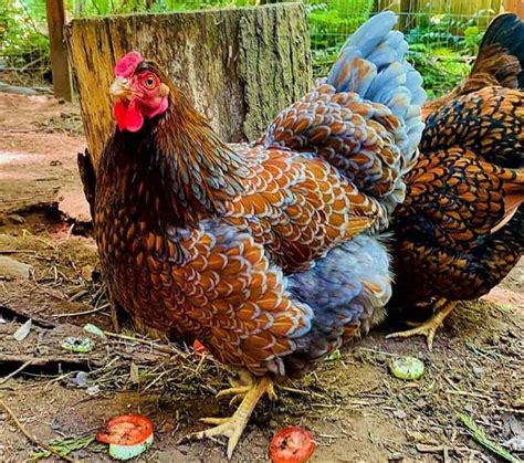 Wyandotte Chickens: Breed Profile, Facts, Photos and Care | Wyandotte ...