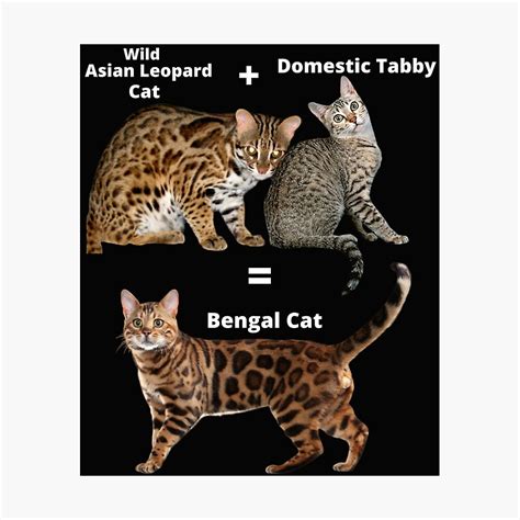 Bengal Cat Growth Chart | ubicaciondepersonas.cdmx.gob.mx