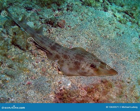 Guitar Fish stock image. Image of water, guitarfish, tropical - 13633571