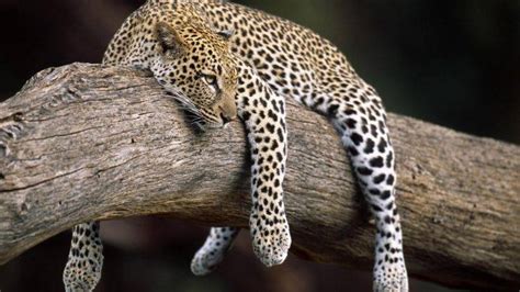 nature, Forest, Animals, Leopard Wallpapers HD / Desktop and Mobile Backgrounds