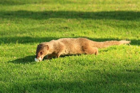 Protecting the Nene: Dealing with Invasive Mongoose in Hawaii