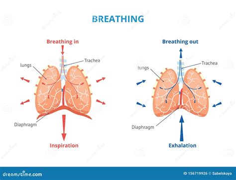 Sistema Respiratorio Dell'uomo E Illustrazione Medica Del Vettore Respiratorio Illustrazione ...