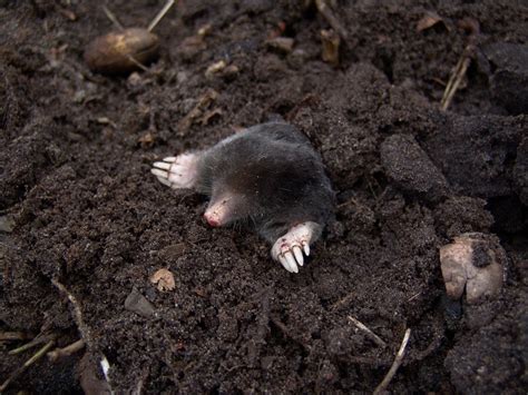 Mole Animal - All About The Tiny, Burrowing Mammal