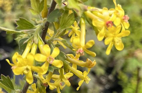 Ribes odoratum 'Crandall' - Xera Plants