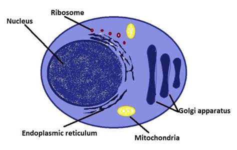 What do Plasma Cells do? - Structure and Function in 2023 | Human cell ...