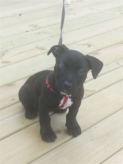 Yellow Lab Pit Mix Puppies