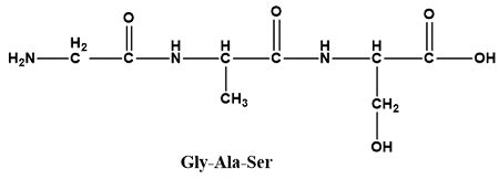 Tripeptide Structure