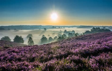 Wallpaper fog, sunrise, dawn, morning, Netherlands, Netherlands, Heather, Gelderland, Gelderland ...