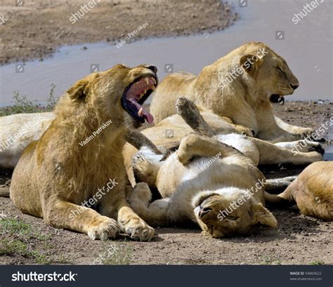 African Lions Near Watering Hole In Serengeti National Park - Tanzania Stock Photo 94869622 ...