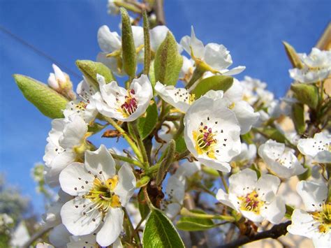 Flowering Pear Tree Fruit | Fruit Trees