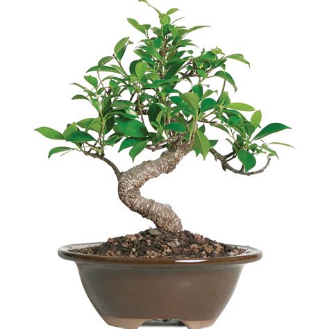 Brussel's Golden Gate Ficus Bonsai - Small - (Indoor) - Walmart.com