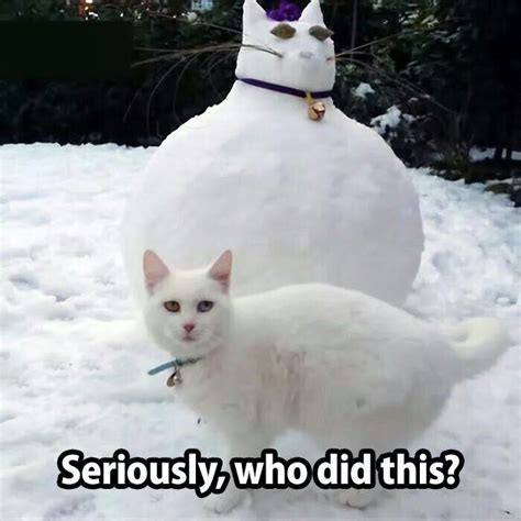 Winter cat | Funny animal pictures, Funny animal memes, Funny animals