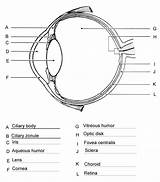 anatomy Of The eye coloring Worksheet Answer Key  Anatomy Worksheets sketch template